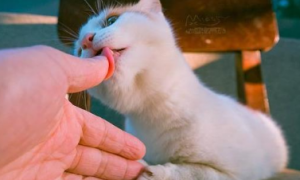 猫咪为什么老喜欢舔主人