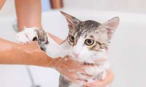 宠物猫可以不洗澡吗