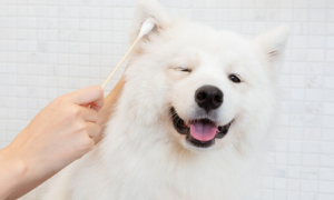 萨摩耶犬的耳朵多久清理一次比较好
