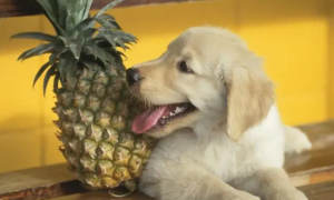 狗能不能吃菠萝？