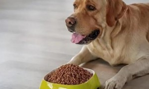 如何训练让狗捡东西吃狗粮呢