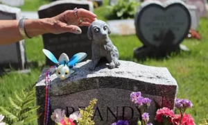 宠物殡葬业创业计划书主要指标怎么写？