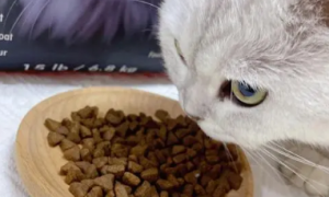 饱崽饭猫粮幼猫可以吃吗