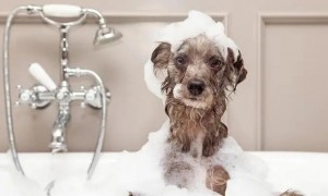 人的沐浴露可以给狗洗澡吗