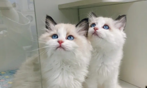 海双布偶猫和蓝双布偶猫的区别