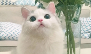 猫内眼角白色收不回去怎么回事？