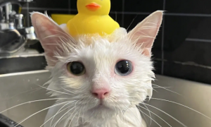 宠物店是怎样给猫咪洗澡的