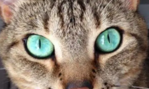 猫咪瞳孔变圆的原因