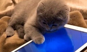为什么猫咪喜欢咬平板电脑