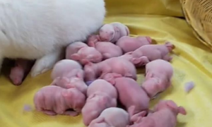 新生兔子一天喂几次奶？