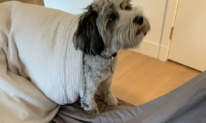 狗狗为什么会抓床单