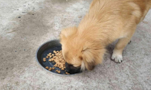 如何给动物做狗粮吃