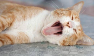 猫咪偶尔张嘴呼吸的原因