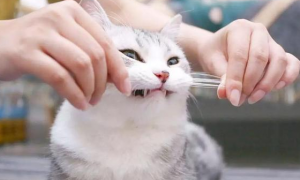 为什么猫咪需要剪牙齿
