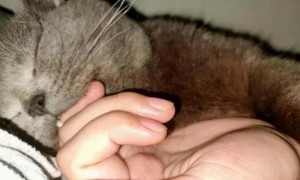 为什么猫咪趁我睡觉咬我手