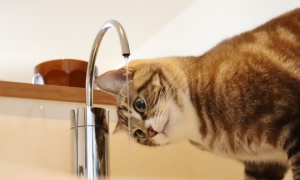 猫咪为什么喜欢喝酒喝水