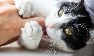 为什么猫咪会狠咬主人