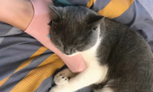 为什么英短猫咪爱睡觉
