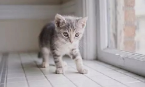 猫咪出生多久才会走路？
