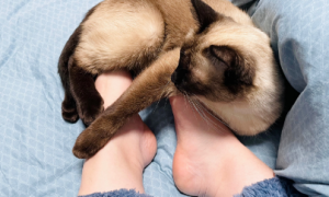 为什么猫咪会给主人暖脚