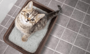猫咪为什么会尿结石