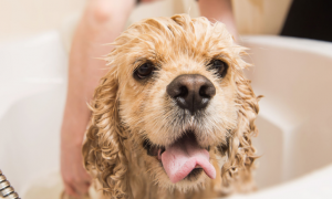 便宜的宠物沐浴露可以给狗洗澡吗
