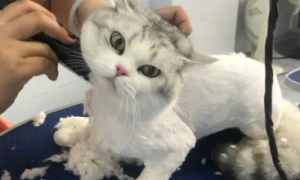 猫咪剃毛受伤了需要缝合吗？