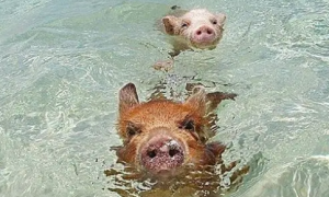 猪游泳厉害还是狗厉害