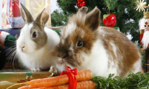 兔子拉软便吃土霉素可以吗？