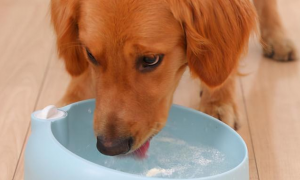 狗狗喝水为什么喝得少
