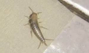 蟑螂的幼虫长什么样图片