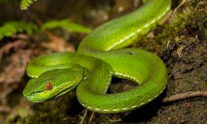 五步蛇vs竹叶青蛇