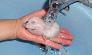 仓鼠洗澡多久一次比较好呢