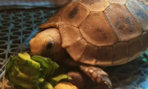缅甸陆龟多久喂一次食