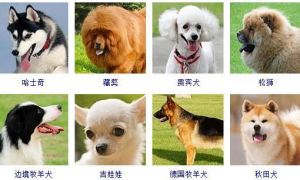 犬类品种大全图片名字