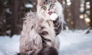 挪威森林猫有什么颜色