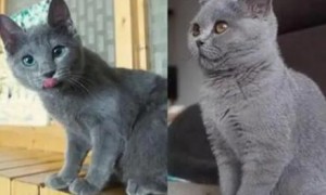俄罗斯蓝猫和英短蓝猫
