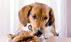 狗狗吃多了动物内脏会怎么样吗