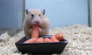 仓鼠能吃胡萝卜吗能吃多少