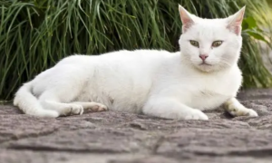 白猫品种有哪些种类