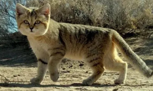 埃及沙漠猫可以养吗