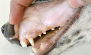 为什么狗狗的牙龈泛白