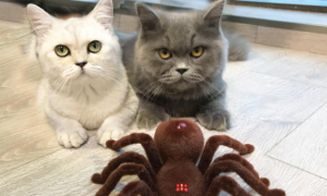猫咪为什么喜欢吃蜘蛛
