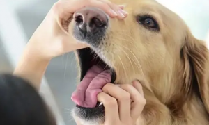 狗狗口臭的原因和治疗方法