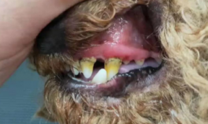 狗狗有牙结石会怎么样啊？