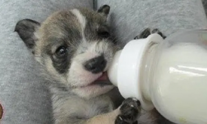 小狗每次喝奶要多久才能喝完