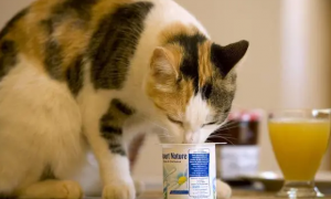猫咪狗狗可以喝酸奶吗一天几次啊