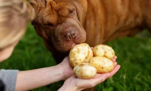 狗狗能不能吃土豆