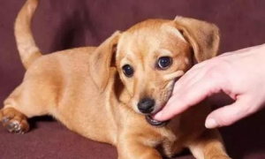 为什么狗狗喜欢到处咬东西