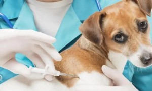 狗怎么样打狂犬疫苗针